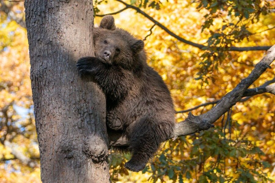 Brasov: Bear Sanctuary, Dracula Castle, and Râşnov Fortress - Walking, weather, and the six-hour pace