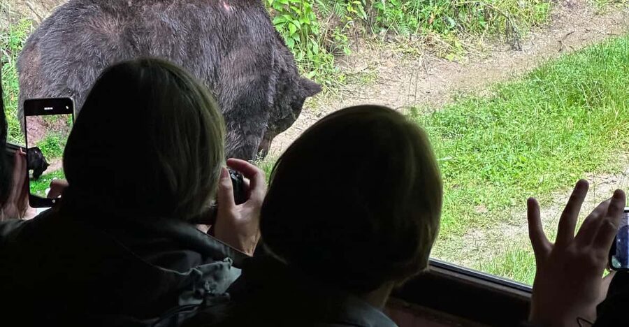Brasov: Bear Watching in the Wild (From a Hideout) - Booking details worth knowing