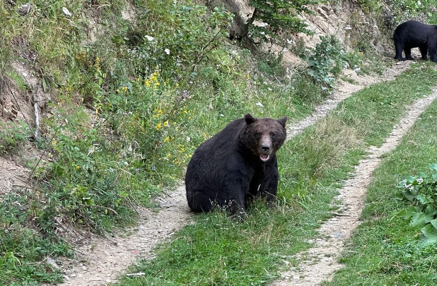 Brasov: Bear Watching in the Wild (From a Hideout) - Inside the hideout, where the waiting begins