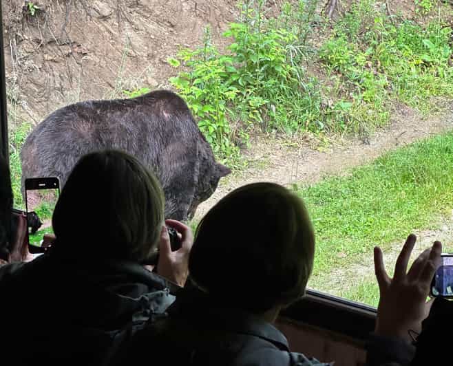 Brasov: Bear Watching in the Wild (From a Hideout) - What you might see besides bears