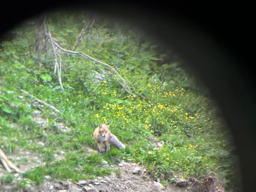 Brasov: Bear Watching in the Wild (From a Hideout) - Guides who add more than a ride