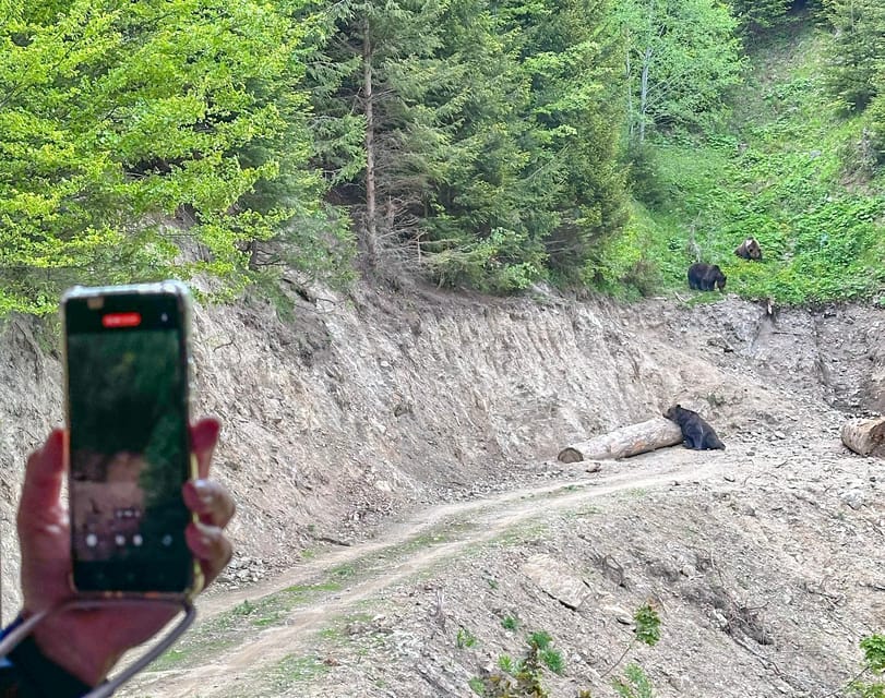 Brasov: Bear Watching in the Wild (From a Hideout) - Is $104 a fair price?