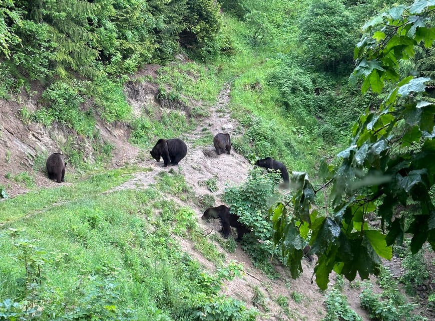 Brasov: Bear Watching in the Wild (From a Hideout) - Safety and comfort without a hike
