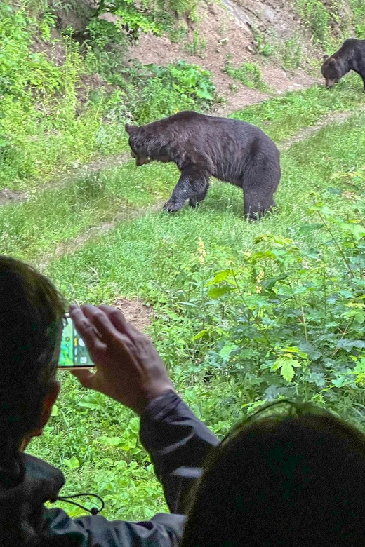Brasov: Bear Watching in the Wild (From a Hideout) - Who should book this experience?