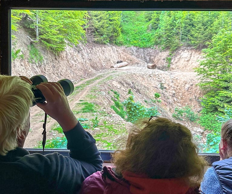 Brasov: Bear Watching in the Wild (From a Hideout) - Why rain may improve the afternoon