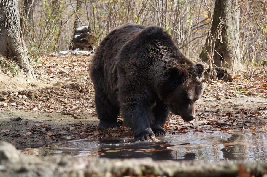 Brasov: Libearty Bear Sanctuary - What to bring and how to prepare