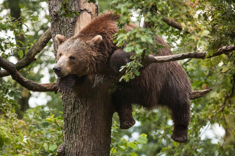 Brasov: Libearty Bear Sanctuary - Maya’s story and the sanctuary’s mission