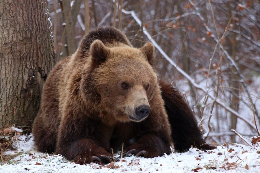 Brasov: Libearty Bear Sanctuary - Seeing the bears in a more natural setting