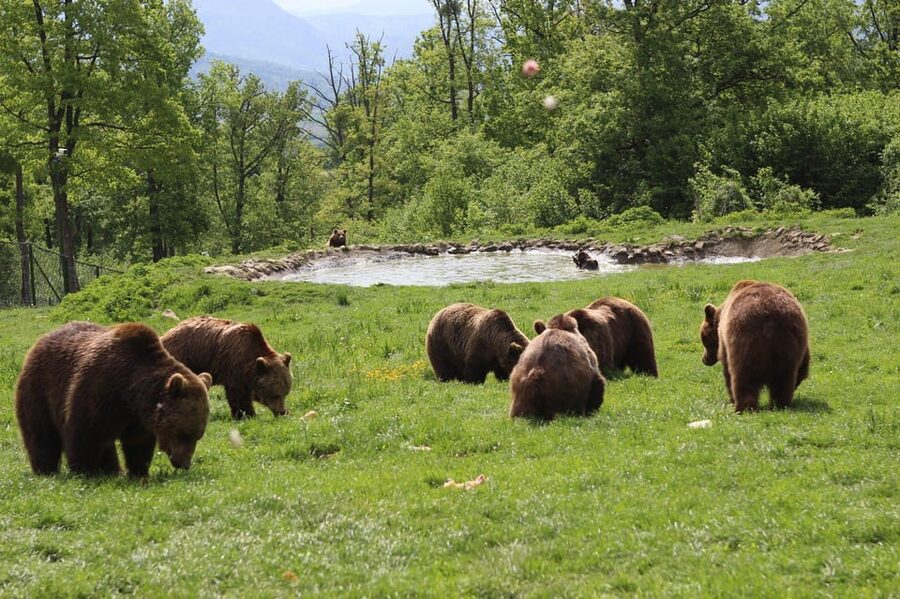 Brasov: Libearty Bear Sanctuary - What the guide adds to the five-hour outing