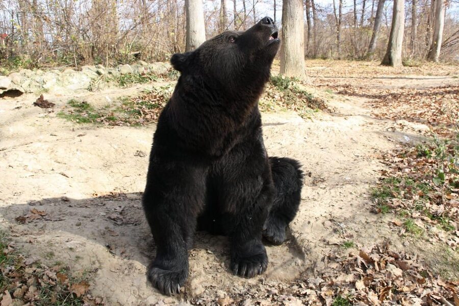 Brasov: Libearty Bear Sanctuary - Who should book this experience?