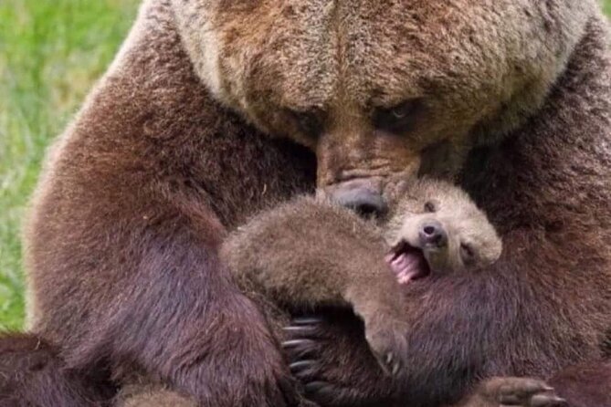 Brown Bear Sanctuary Tour from Brasov Entrance Ticket Guaranteed - Why Libearty is worth your morning