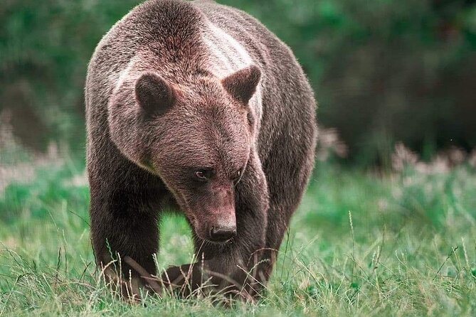 Brown Bear Sanctuary Tour from Brasov Entrance Ticket Guaranteed - Who will enjoy this Brasov outing?