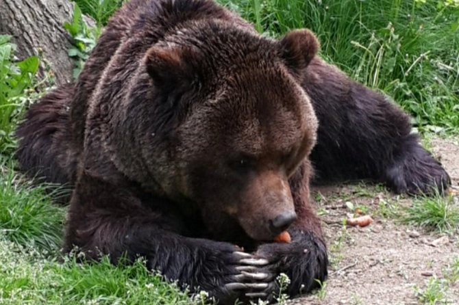 Brown Bear Sanctuary Tour from Brasov Entrance Ticket Guaranteed - Inside the 69-hectare bear refuge