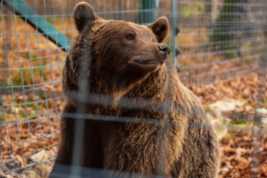 Bucharest: Bran Castle and Bear Sanctuary Small-Group Tour - Bran Castle, Dracula legends, and the real building