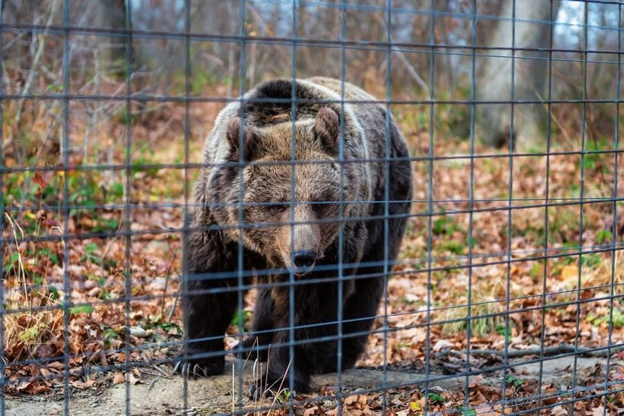 Bucharest: Bran Castle and Bear Sanctuary Small-Group Tour - Booking, cancellation, and practical costs