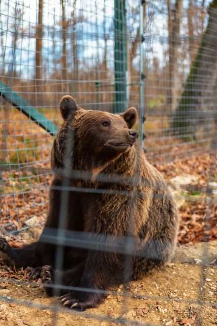 Bucharest: Bran Castle and Bear Sanctuary Small-Group Tour - Should you book this tour?