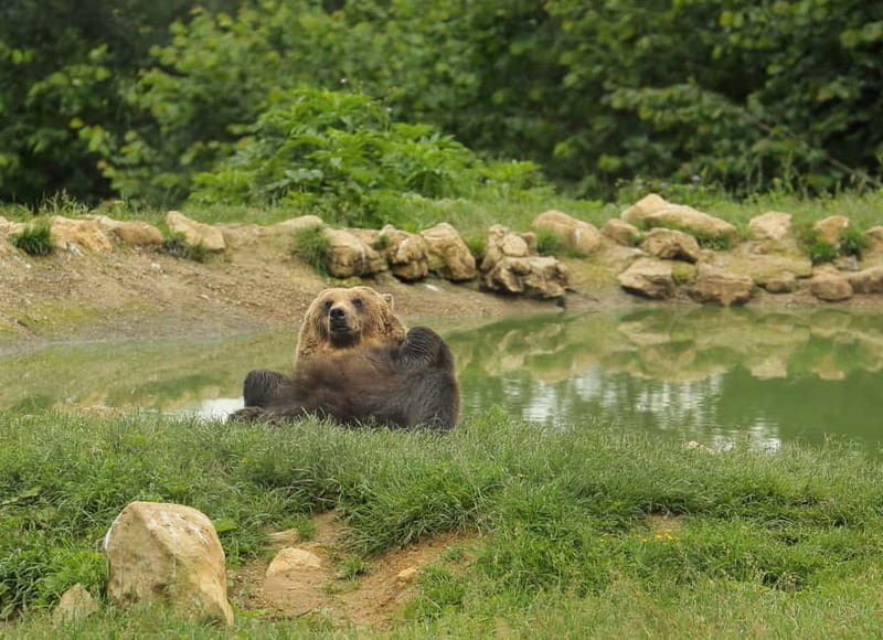 Bucharest: Day Trip to Bear Sanctuary, Bran Castle & Brasov - Why the bear sanctuary gives this day real purpose
