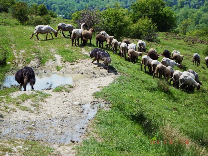 Bucharest: Slanic Salt Mine & Carpathian Mountains Day Tour - Key points to know before booking