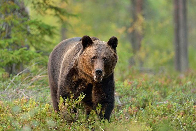Carpathian Wilderness: A Wildlife Experience from Brașov - Key points to know before you book