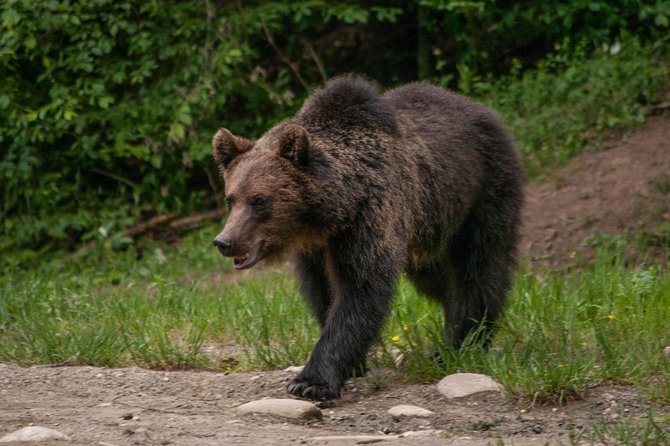 Carpathian Wilderness: A Wildlife Experience from Brașov - Leaving Brașov for the Carpathian forest