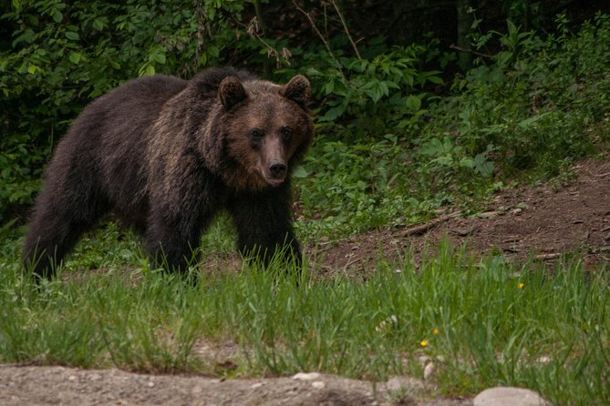 Carpathian Wilderness: A Wildlife Experience from Brașov - Is $95.58 a fair price?