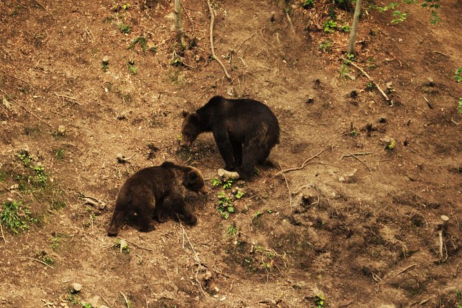 Carpathian Wilderness: A Wildlife Experience from Brașov - Clothing and behavior that will improve your evening