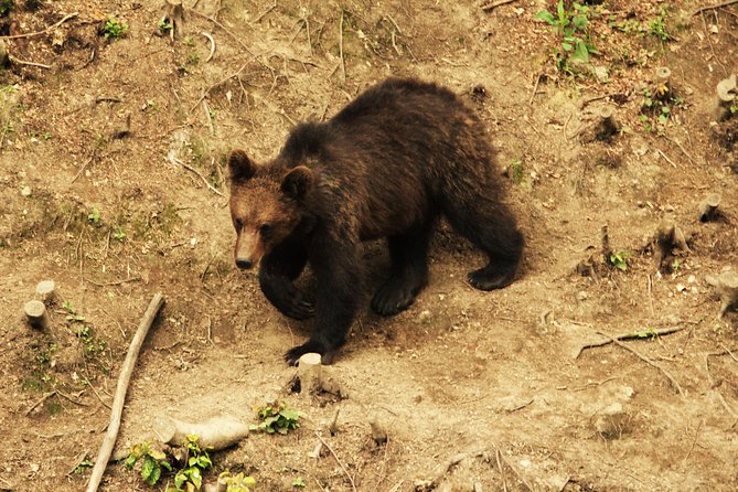 Carpathian Wilderness: A Wildlife Experience from Brașov - The forest ranger makes the difference