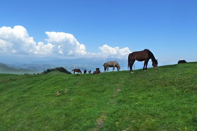 Carpathians in Romania: Bucegi Natural Park with native Spanish guide. - Is $88.94 a fair price?