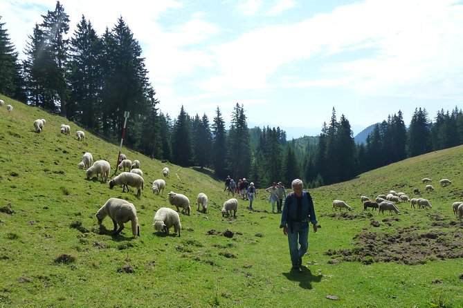 Carpathians in Romania: Piatra Craiului National Park with native Spanish guide. - Why the Private Format Changes the Day