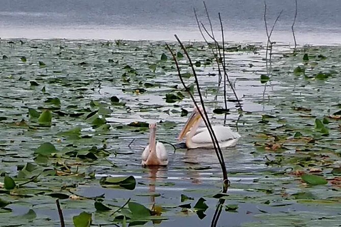 Daily Tours in the Danube Delta - Camely Cruise - Food, drinks, and the extra lunch cost