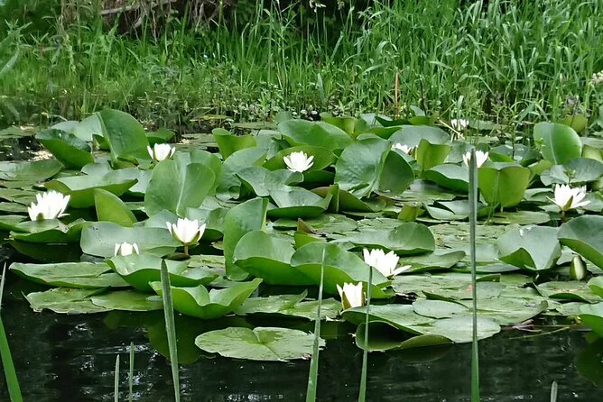Daily Tours in the Danube Delta - Camely Cruise - How the $494.60 group rate works