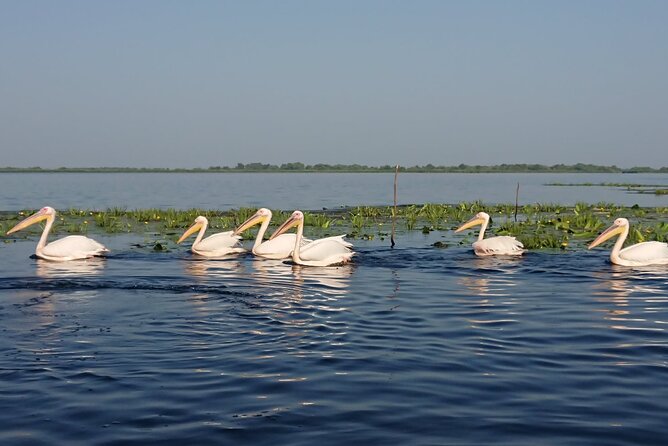 Daily Tours in the Danube Delta - Camely Cruise - Weather, timing, and the fine print