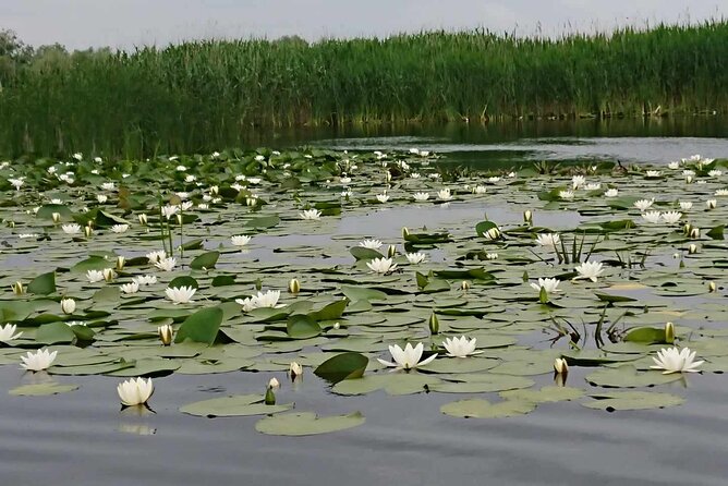 Daily Tours in the Danube Delta - Camely Cruise - Why the small group and slow pace matter