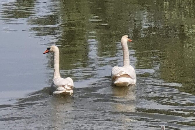 Daily Tours in the Danube Delta - Camely Cruise - The Danube Delta from the water