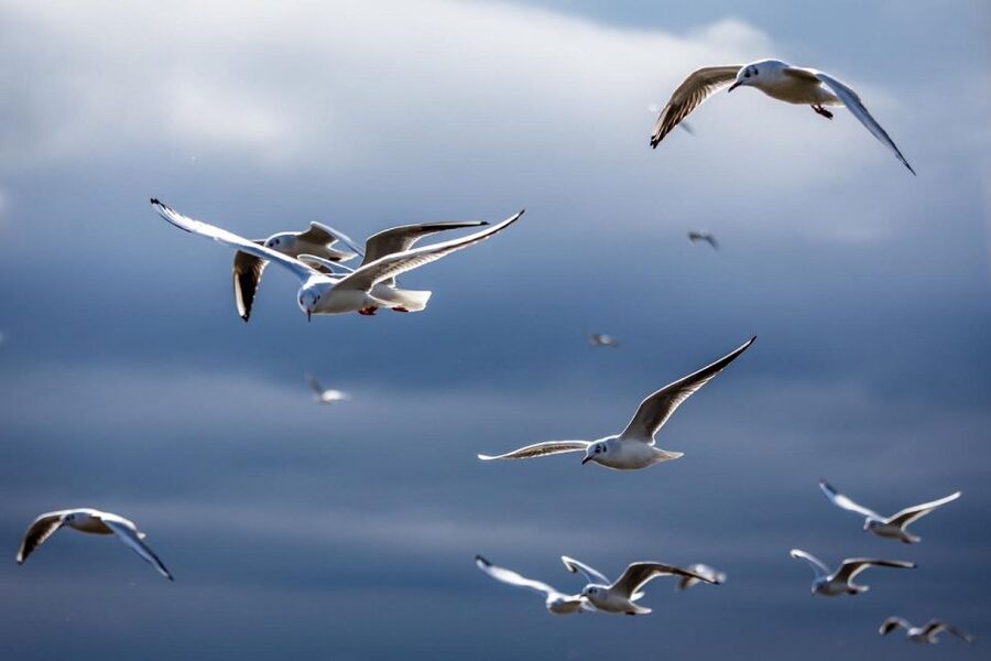 Danube Delta - 2-Day Tour from Bucharest - Key points at a glance