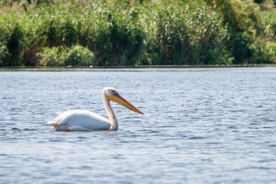 Danube Delta - 2-Day Tour from Bucharest - Why the Danube Delta is worth two days