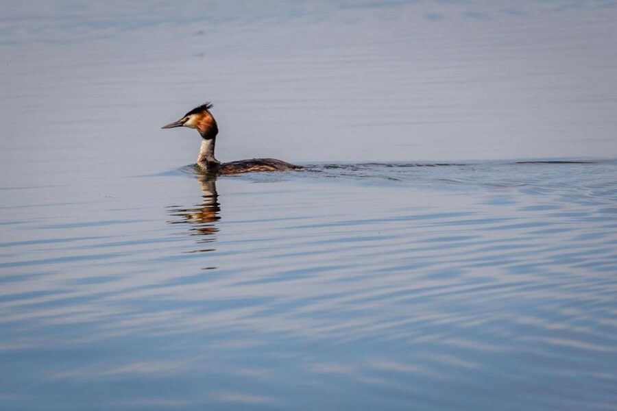 Danube Delta - 2-Day Tour from Bucharest - Day two: longer time on the waterways