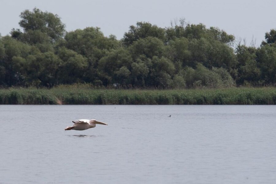 Danube Delta - 2-Day Tour from Bucharest - Guides can shape the whole experience