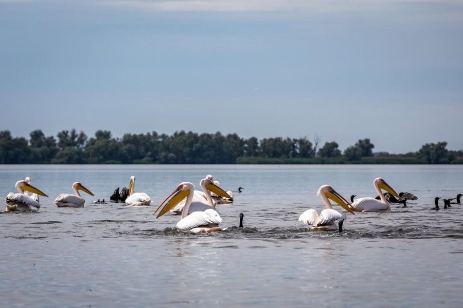 Danube Delta - 2-Day Tour from Bucharest - The boat question: wildlife, comfort, and timing