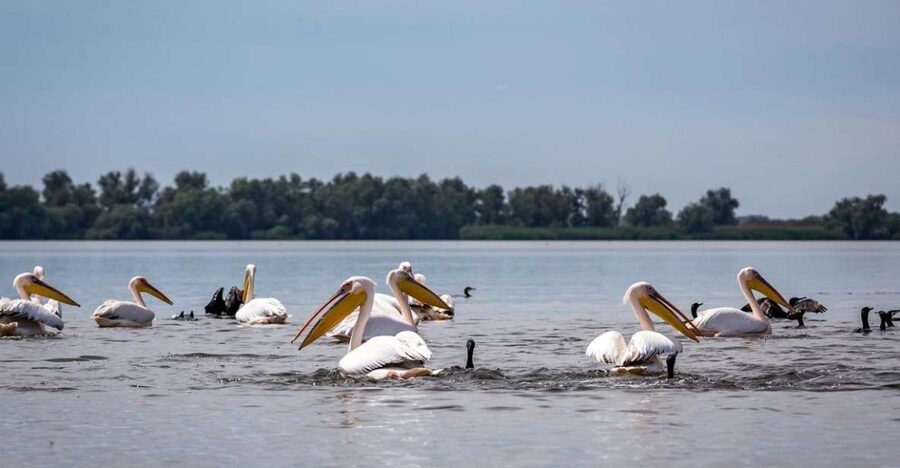 Danube Delta - 2-Day Tour from Bucharest - Should you book the Danube Delta tour?