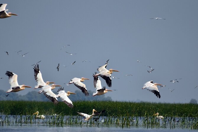 Danube Delta and Black See - 2 Days Private Tour from Bucharest - Wildlife watching: what you may see