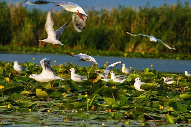 Danube Delta and Black See - 2 Days Private Tour from Bucharest - Overnight in Tulcea before the delta
