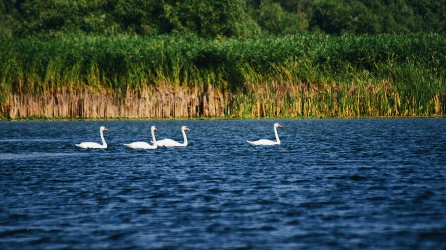 Danube Delta: Boat Tour Through the Water Lily Reserve - Key points at a glance