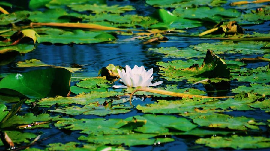 Danube Delta: Boat Tour Through the Water Lily Reserve - Why the Water Lily Reserve is the right place to start