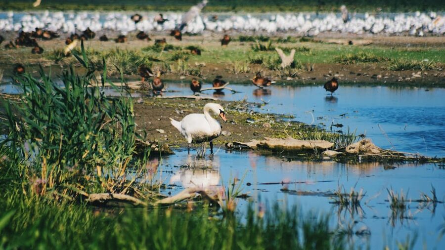 Danube Delta: Boat Tour Through the Water Lily Reserve - A two-hour route through lily-covered waterways