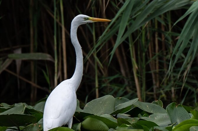 Danube Delta - Private Tour with Boat Trip & Traditional Lunch - Villages, waterways, and everyday delta life