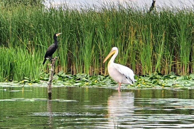 Danube Delta - Private Tour with Boat Trip & Traditional Lunch - What the guides add to a long day