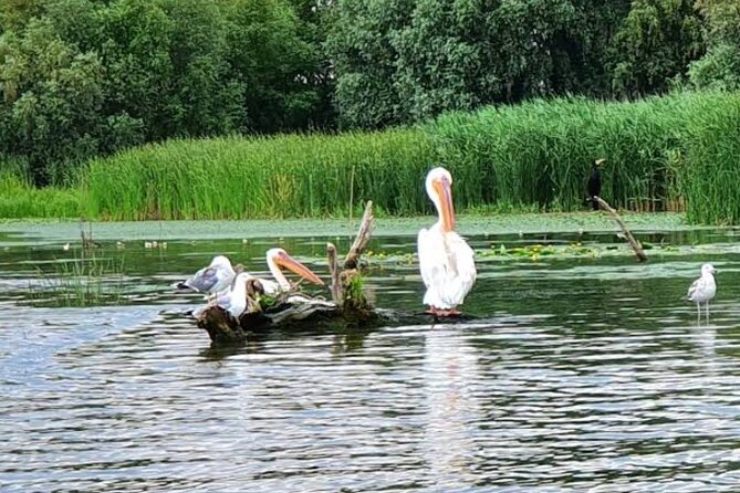 Danube Delta - Private Tour with Boat Trip & Traditional Lunch - Is $227.70 good value?