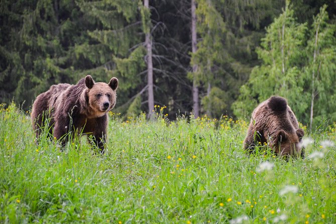 Day Trip & Bear Watching in the Land of Volcanoes - Saint Anna Lake, Romania’s volcanic centerpiece