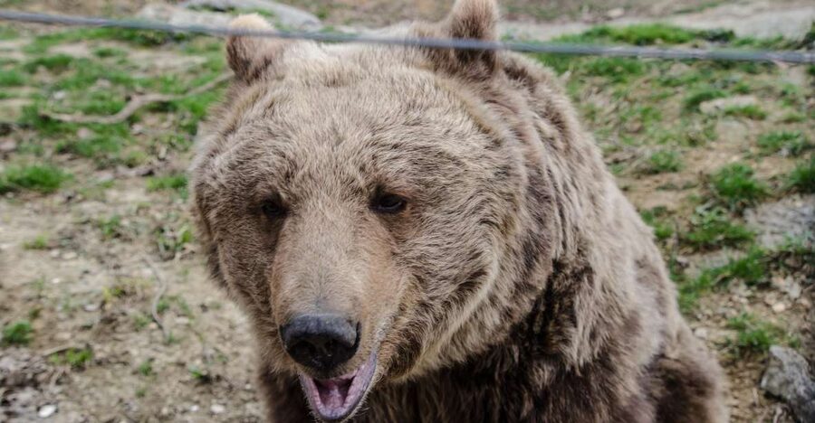 Day trip Bran Castle, Rasnov Fortress and Bear Sanctuary - Why this route works so well from Brașov